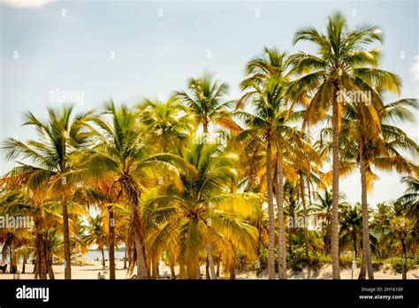 Photo of tropical palm trees Miami Beach FL USA Stock Photo - Alamy