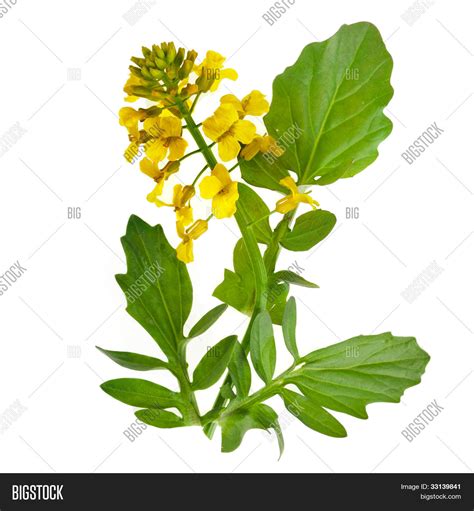 Flowering Rapeseed Image & Photo (Free Trial) | Bigstock