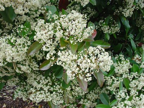 Take Redtip Photinia Off Your Planting List | What Grows There :: Hugh ...