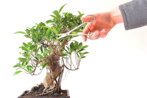 Pruning Bonsai