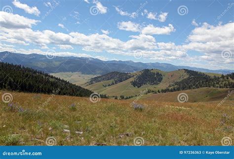 Beautiful Montana Fields and Flowers Stock Image - Image of trees ...