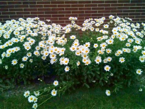 Shasta Daisy 'Becky' Seeds | Garden Hoard – Hand Harvested Heirloom ...