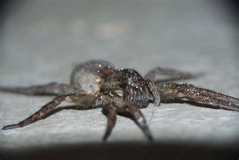 Wolf Spider Eyes P1110669 | Wolf Spider Eyes P1110669 | Flickr