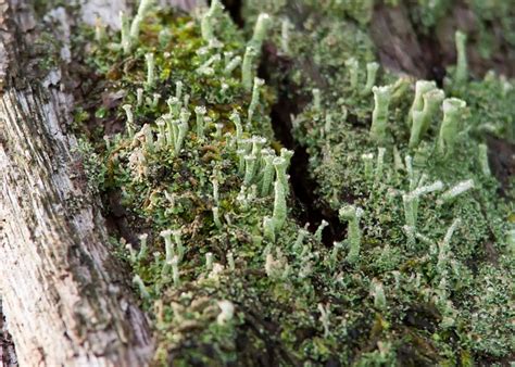 Lichen Moss Forest - Free photo on Pixabay