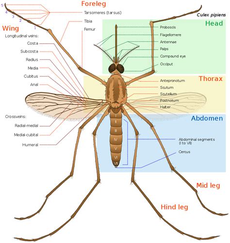 Bloodsuckers: 7 Things You Should Know About the Mosquito — Stanford ...