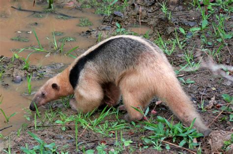 Southern tamandua - Analytical Wiki