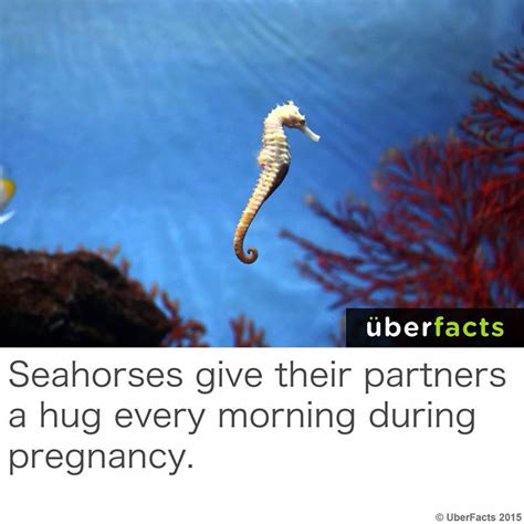 The best Seahorse memes :) Memedroid