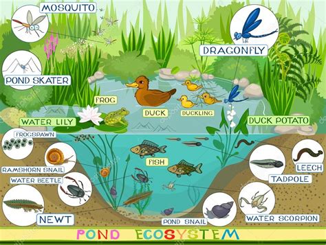 Pond Ecosystem Cartoon