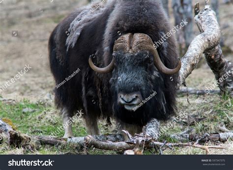 Musk Ox Ovibos Moschatus Natural Habitat Stock Photo 597347375 ...