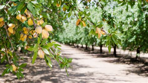 Image of almond nut trees in an orchard - Intrepid Potash