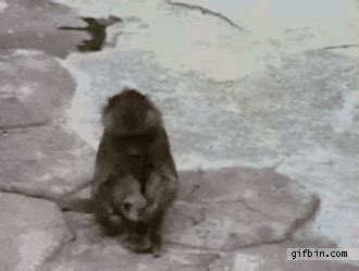 Surprised Monkey GIF - Find & Share on GIPHY