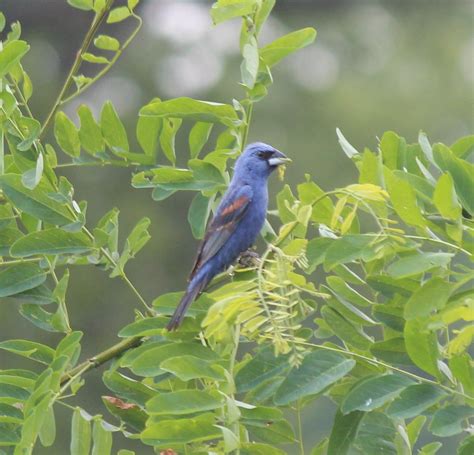 Lifer Blue Grosbeak | This male Blue Grosbeak was originally… | Flickr