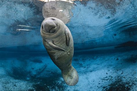 Florida Manatee Season: Where To See Them – Riviera Dunes Marina