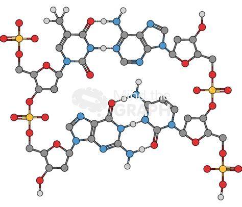 Dna nucleobases molecule