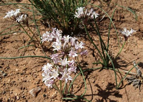 Plants of the Gobi Desert | Plants, Gobi desert, Evergreen plants