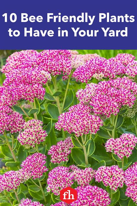 10 Bee Friendly Plants to Have in Your Yard | Bee friendly plants, Bee ...