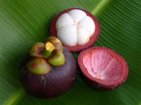 About Mangosteen