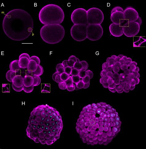 Frontiers | An Updated Staging System for Cephalochordate Development ...