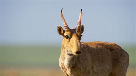 Unique Facts And Information: Saiga antelope An Amazing animal that ...