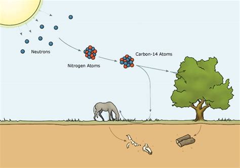 Carbon-14 Dating—Understanding the Basics | Answers in Genesis