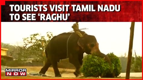 Tourists Flock To See ‘Raghu’ After 'The Elephant Whisperer ...