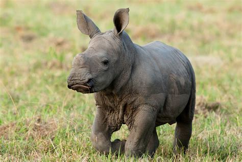 baby rhinos - Google Search | Bébés animaux, Bébé rhinocéros, Animaux ...