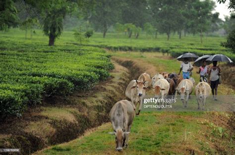 Indian villagers walk with cows inside the Sukna tea garden on the ...