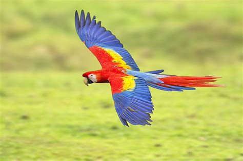 Scarlet Macaw Fly-by | Macaw, Animals, Most beautiful animals