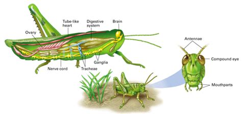 Arthropods Anatomy - Anatomy Reading Source