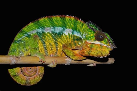 Chameleon Facts | Live Science