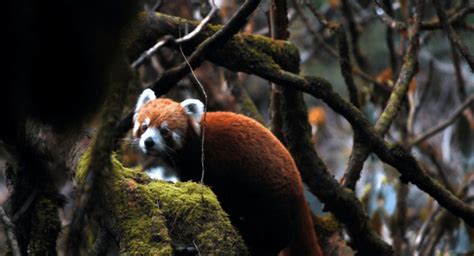 RPN Supports Nepal’s First Red Panda Conservation Action Plan