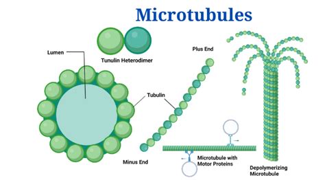 Microtubules- Definition, Structure, Functions and Diagram - PhD Nest