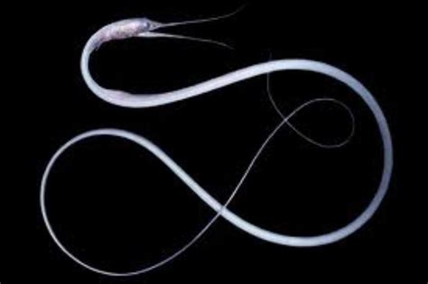 Slender Snipe Eel Information and Picture | Sea Animals