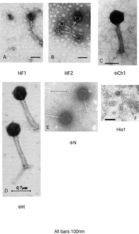 TheBacteriophages.org