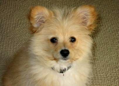 Mixed Breed Spotlight: Pomapoo (Pomeranian Poodle Mix) | Featured Creature