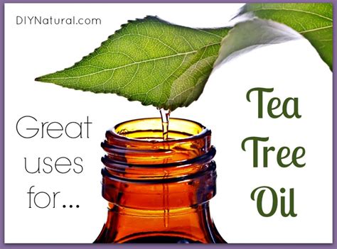 Uses for Tea Tree Oil: 12 Every Day Uses for Tea Tree Essential Oil[