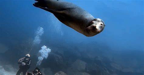 A Sea Lion Swimming · Free Stock Photo