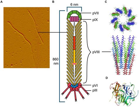 Frontiers | Exploring the Secretomes of Microbes and Microbial ...