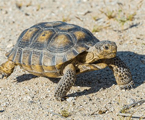 World Turtle Day 2023: A look at the remarkable reptiles.