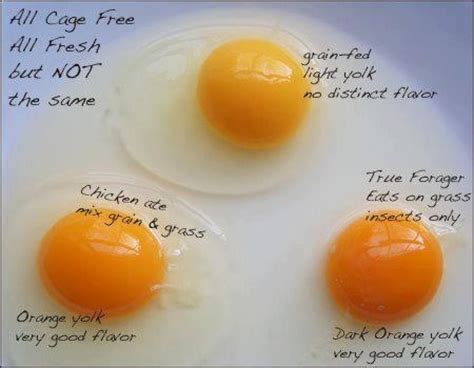 Egg Yolk Colors Chart | Printable Templates Free