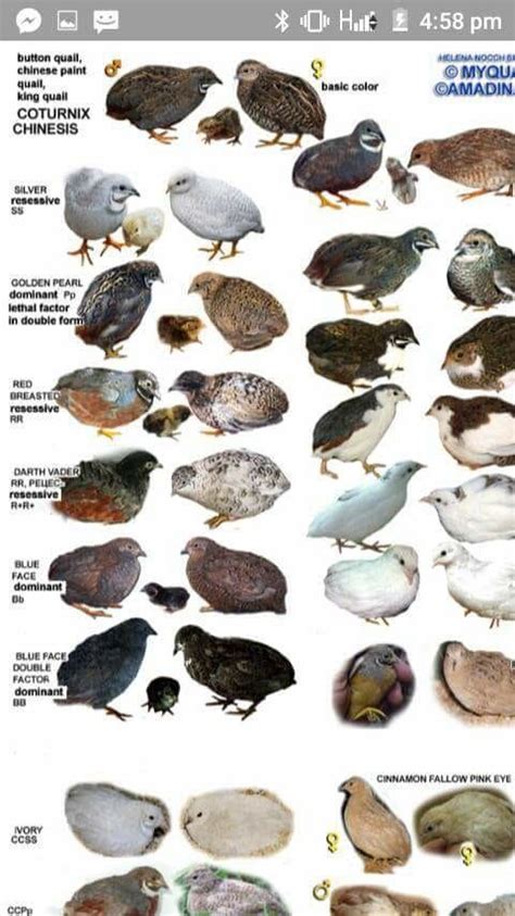 Raising quail for meat eggs 5 best breeds – Artofit