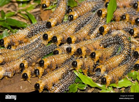 Australian caterpillars hi-res stock photography and images - Alamy