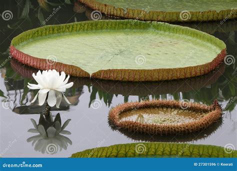 Victoria Lotus Flower and Leaf Stock Photo - Image of nature, flora ...