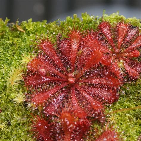 Drosera spatulata “Mini”, 25s, Carnivorous Plant Sundew Seeds – Little ...