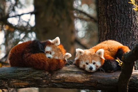 Nap Time by Troels Kinthof on 500px | Cute animals, Red panda, Animals ...