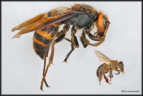 Giant Japanese Hornet. Size comparison to Honey Bee. Japanese Giant ...