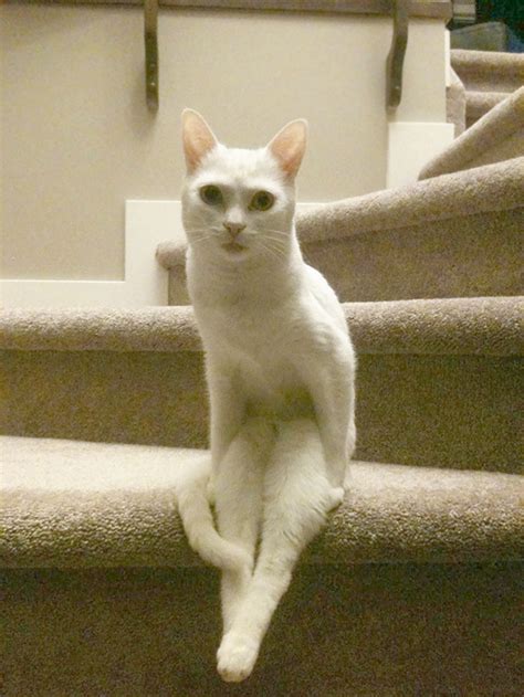 People Are Sharing Pics Of Their Cats Acting Weird