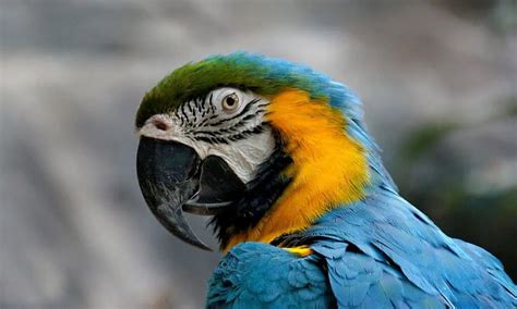 7 Best Talking Parrots - WooParrot