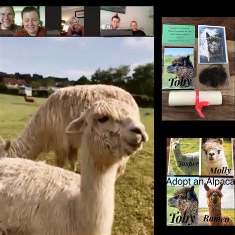 Alpaca Adoption Pack with Video Call - Cadbury Alpacas