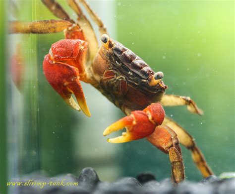 Red Claw Crab Photos @ Shrimp Tank